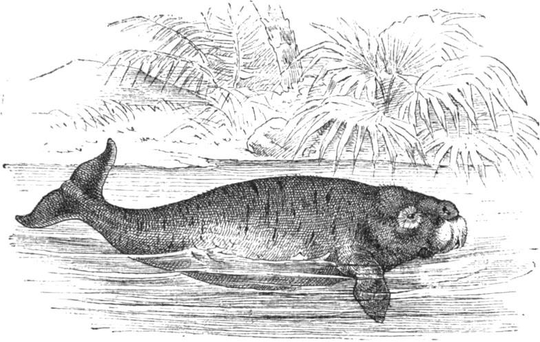 Der Dugong. Halicore cetacea
