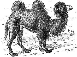 Bactrian Camel
