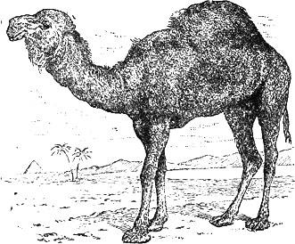 Arabian Camel
