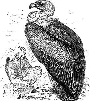 Griffon Vulture
