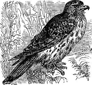 Kestrel
