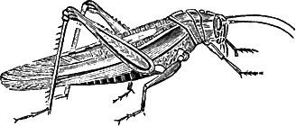 Locust
