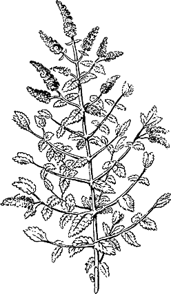 Mint (Mentha Sylvestris)
