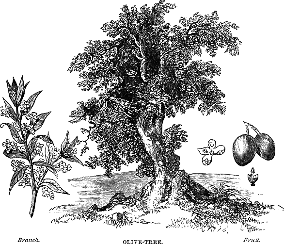 Olive-Tree
