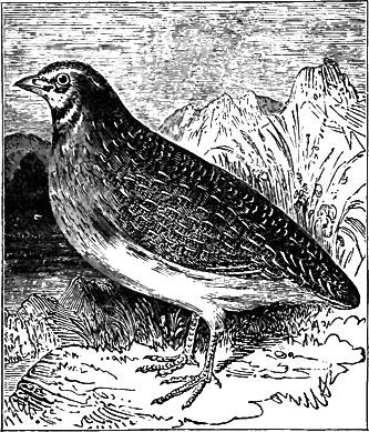 Quail (Coturnix Vulgaris)
