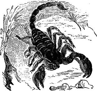 Scorpion

